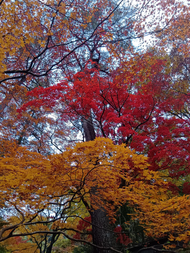 艶やかな赤とオレンジのグラデーションも信じられない美しい光景です！