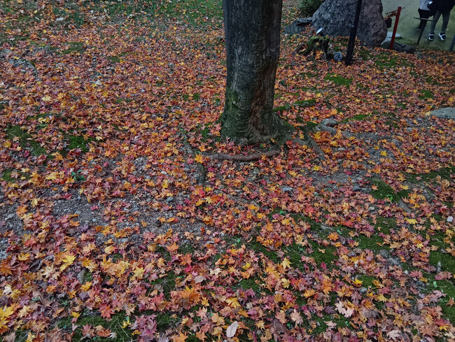 落ち葉もだんだん地面を埋め尽くすようになってきています。これも見事な光景です。