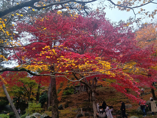 こちらは何と真っ赤な多くの紅葉の手前にわずかにオレンジ色の葉が現れています！何という幻想的な別世界の美しさでしょうか！