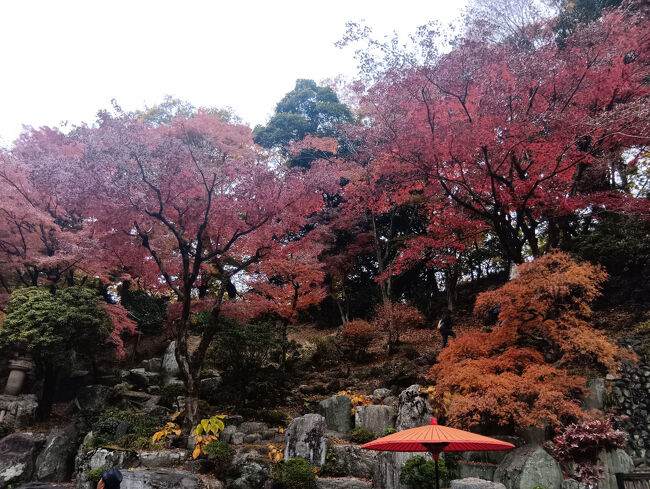 山田徳蔵記念館の右側に細い通路があります。通路から記念館を背にすると、正面に池泉回遊式庭園が現れます。石のバックはご覧のように森林の紅葉がそびえています！