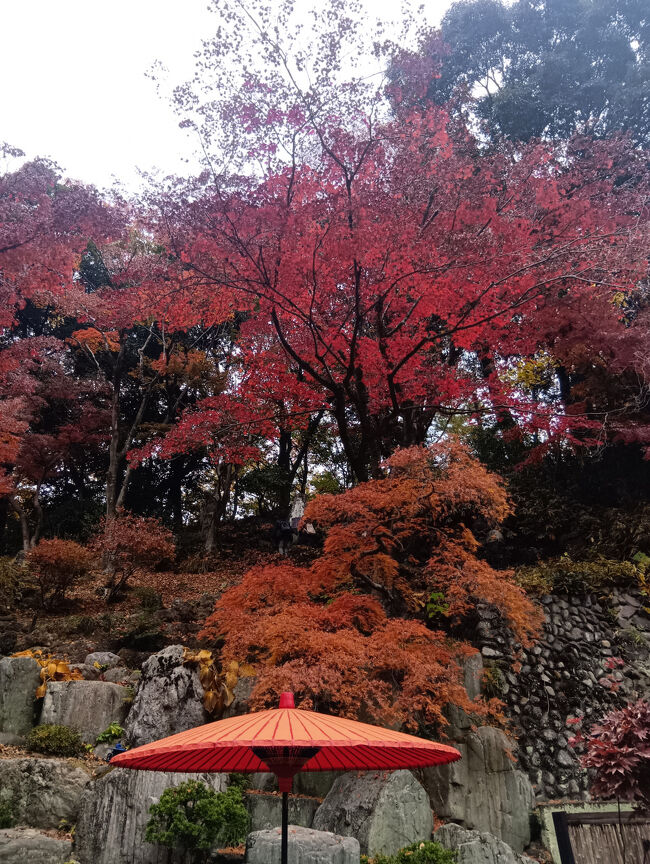 池を取り囲んでいるバックの真っ赤な紅葉、何という美しいコラボでしょうか！