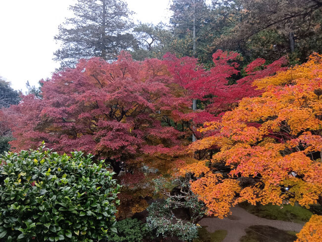 庭園の左側の赤、オレンジのこの紅葉、信じられないほど美しいコントラストです！絵の世界の美し過ぎる絶景です！