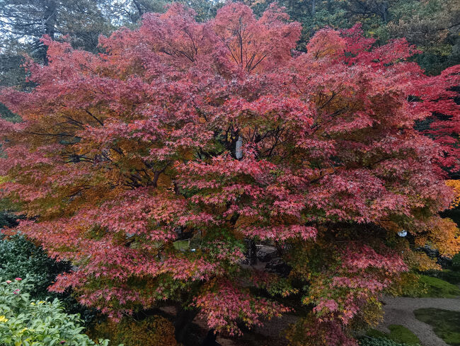 この紅葉を撮影後、山田徳蔵記念館に入ります。館内は撮影禁止です。山田徳蔵の生い立ち、石像造りのこと、洞窟観音の造りなどまつわる物が展示されていました。