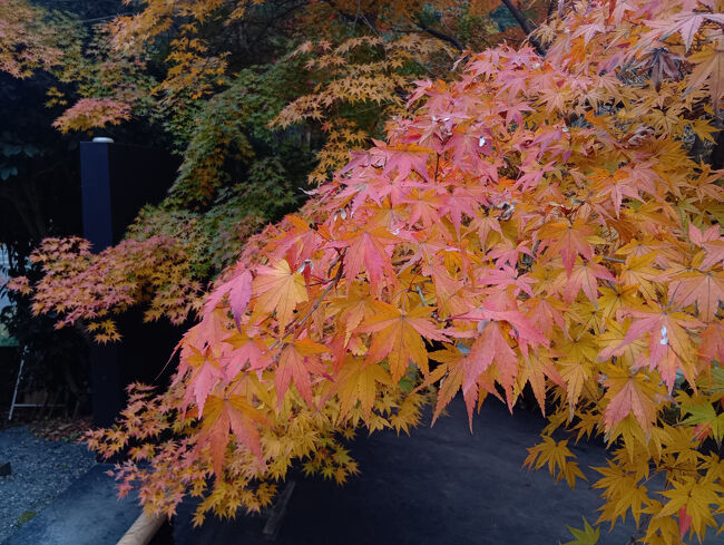 オレンジ色の葉を間近で撮影します。