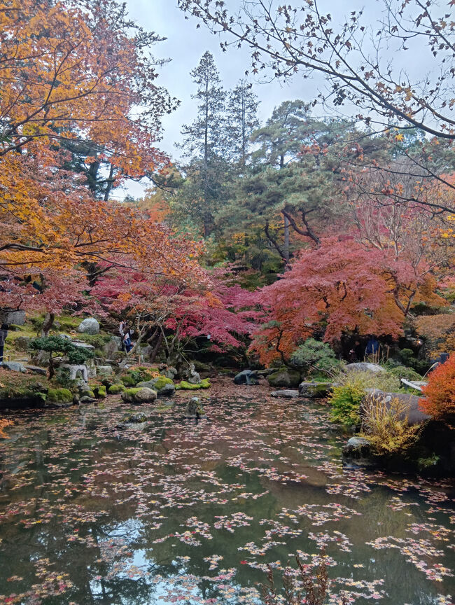 池に落ち葉が結構浮かんでいます。風情のある良い景色です。