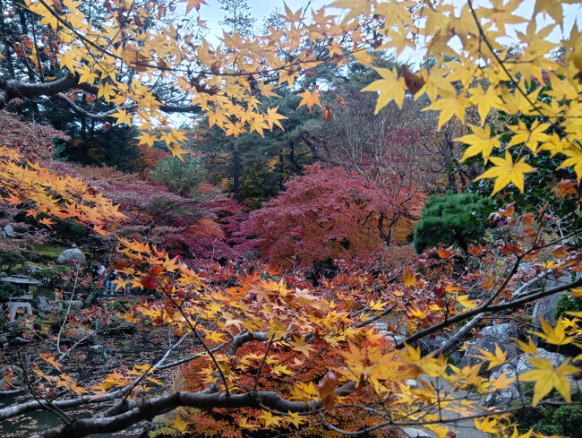 写真上の黄色い紅葉、間近で見る葉はとてつもなく艶やかで美しいです！