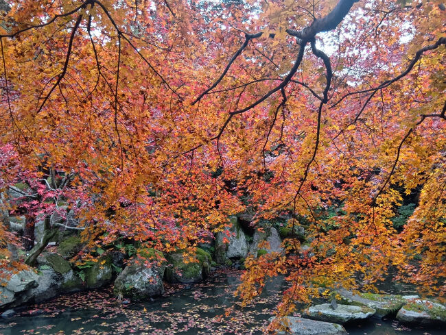 正面に垂れているオレンジ色の紅葉と池、石の庭園の光景、美しいシーンに感嘆します！