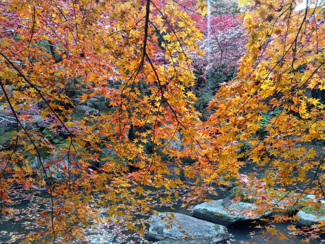 バックは川ではなく庭園の池です。風情がありますね。