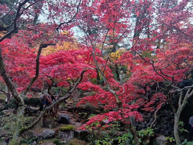 それにしてもこの庭園、真っ赤な紅葉が実に多いですね！しかもまさに今がピーク状態です！