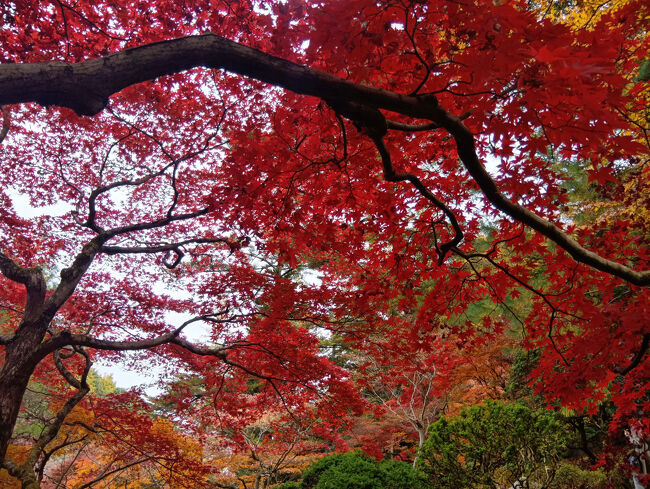 さらに真っ赤な紅葉が続きます。しかも夢の世界のような艶やかさを誇ります！何の言葉も出ません！