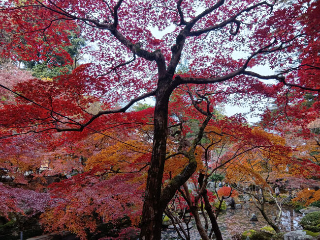 絵の世界のような美し過ぎる真っ赤な紅葉、バックはオレンジ色の紅葉です！