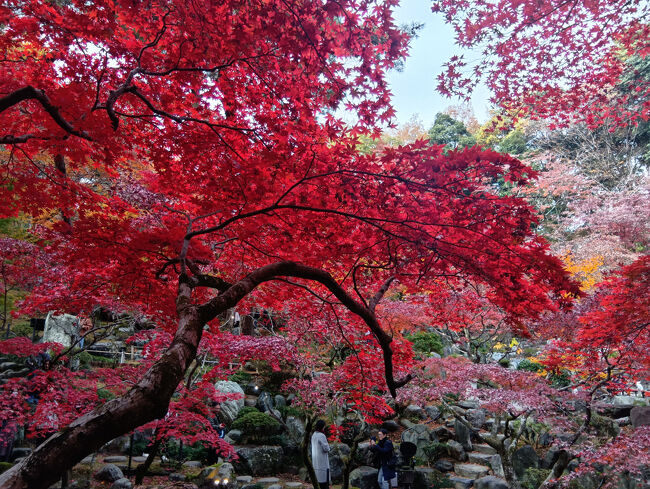 まさにピーク状態！今日ここを訪れて大正解です！