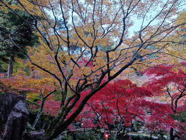 池から離れてもこの美しい紅葉！艶やかな赤色と黄色のグラデーション、異次元の美しさに感嘆します！