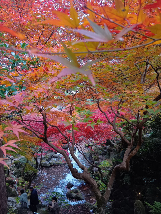 紅葉のバックは観音滝です。この紅葉も絵の世界のような美しさです！<br />