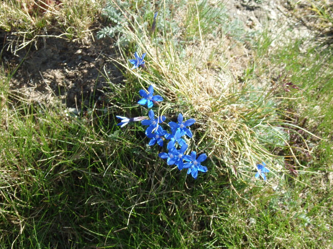 ローテンボーデンへのハイキング<br /><br />足元のお花も眺めながら