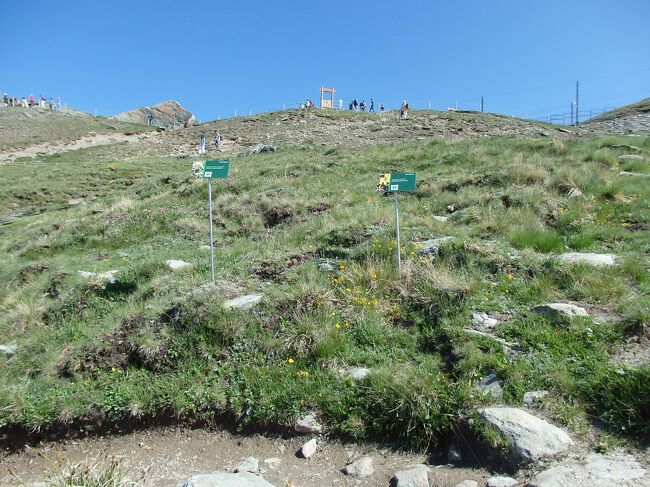 ローテンボーデンへのハイキング<br /><br />この辺りの植物が集められている一帯です。