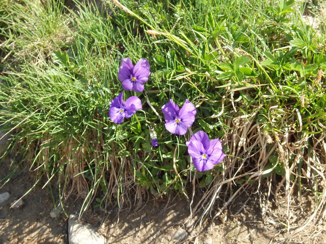 ローテンボーデンへのハイキング