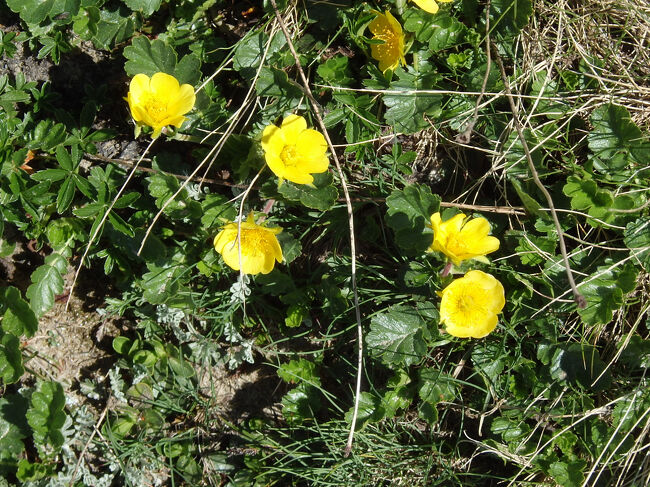 ローテンボーデンへのハイキング