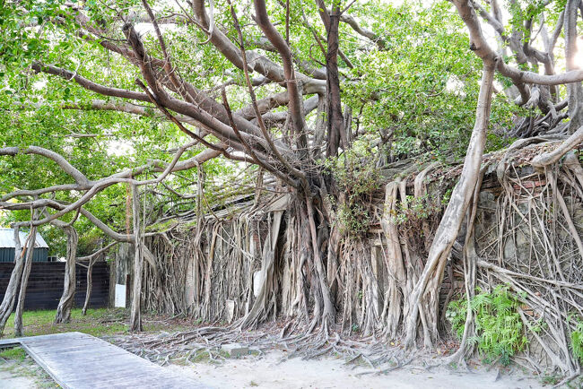 木の根や枝がレンガの壁や屋根を覆って<br />「廃墟と大木が一体化した風景」が見られることで有名で<br />ジブリ作品の世界みたいと言われてるそうです<br /><br />壁はもう、ほぼガジュマルだよね(°_°)