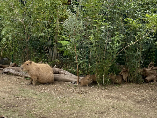 外に出たら、カピパラが。