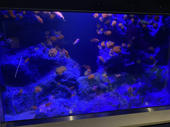 旧館に入り、お魚さん達を見ていきます。