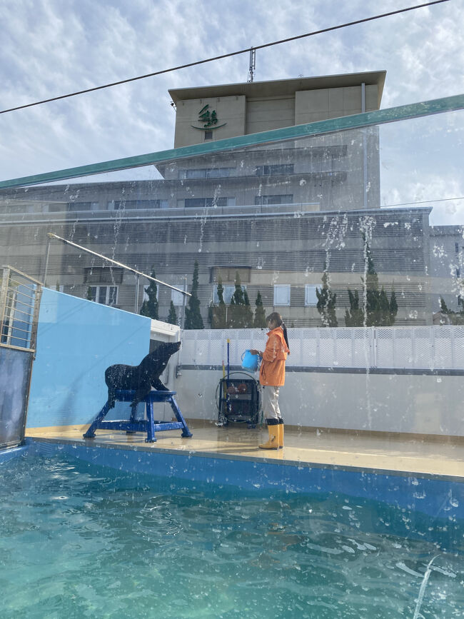 アシカのショーが始まったので見学に。<br />後ろに、今日宿泊する、ホテルが見えます。