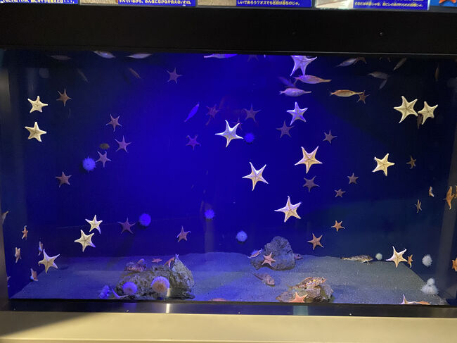 旧館に戻って、さらに見学です。<br />お星様みたい。