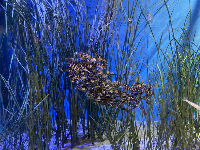 群れになって泳いでます。