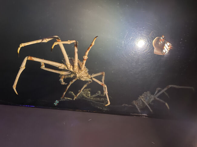 裏側に行くと、下からタカアシガニが！