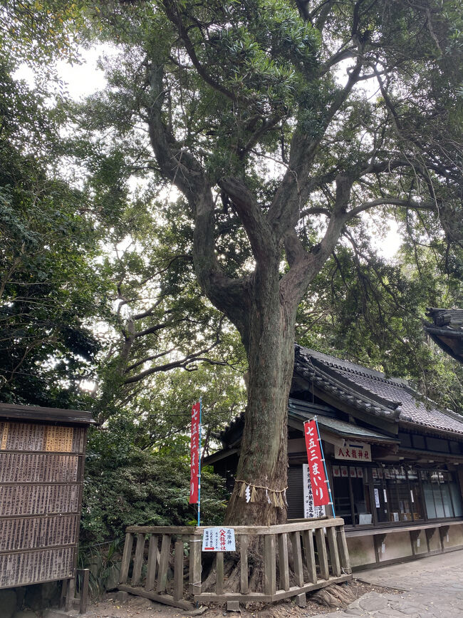 ５つの神社をお参りしたあと、島の反対側におります。<br />立派な記念杉が途中にありました。
