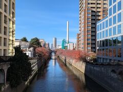 目黒川の桜並木の紅葉