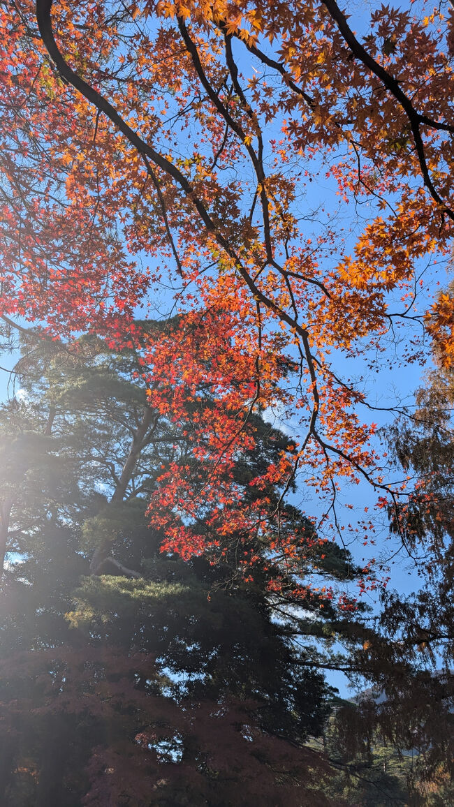平日なのにとても混んでいるなと思ったら、紅葉が見ごろなのでした。