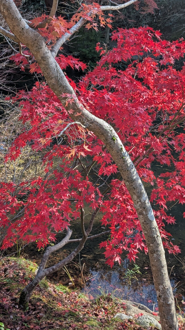 この鮮やかな色は、昼夜の寒暖差のある地方で無いと、見られない色だなと思いました。