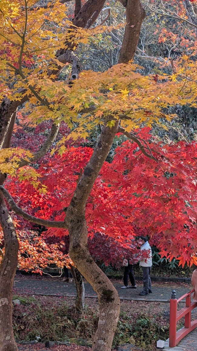 横浜で見る紅葉とは、比較になりません。