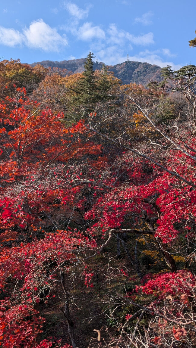もみじ谷を見下ろす景色が絶景で、感動しました。