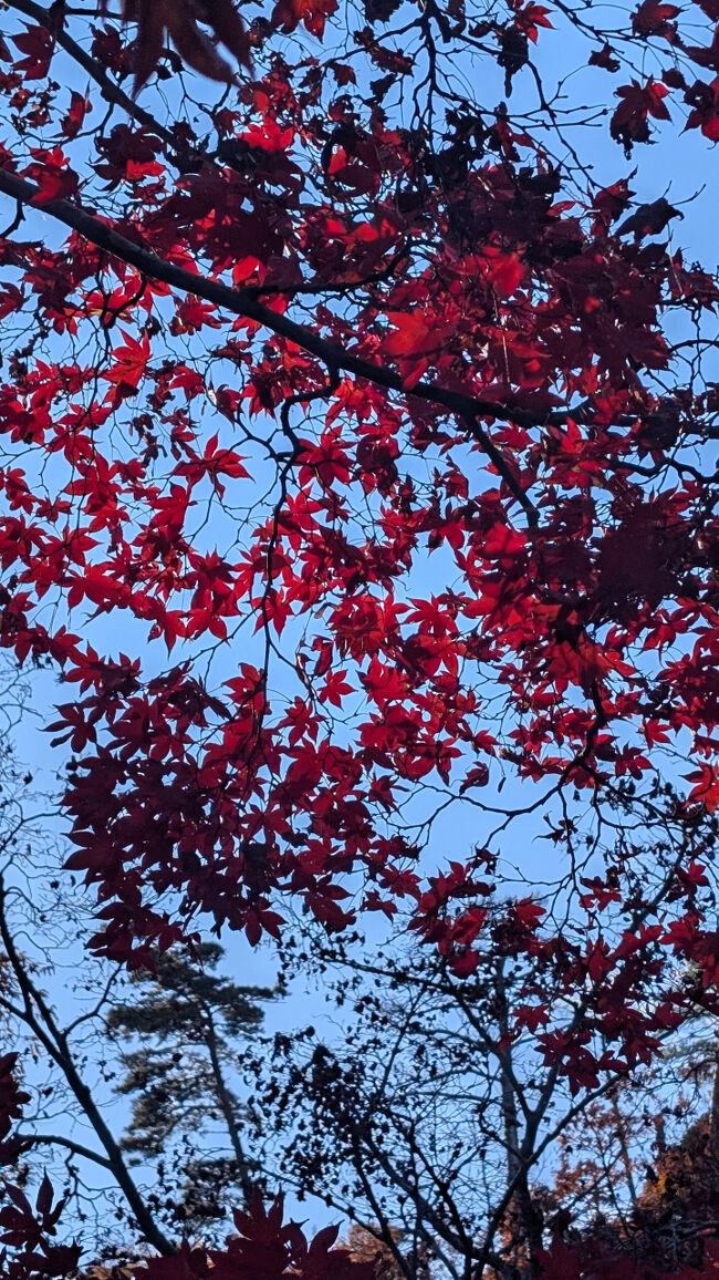 肉眼で見た紅葉は、もう少し綺麗だったんだけれど（　＾ω＾）・・・