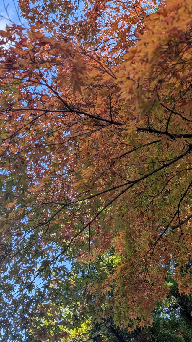 緑の葉っぱとのグラデーションも素敵です。