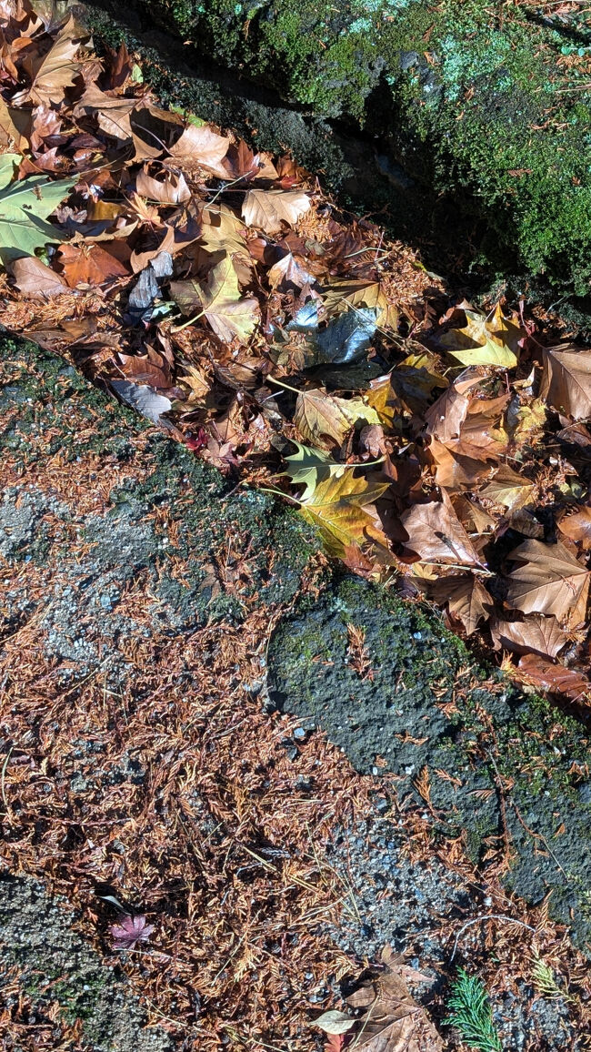 側溝に落ちてしまった葉っぱさえ、何か愛おしく感じました。