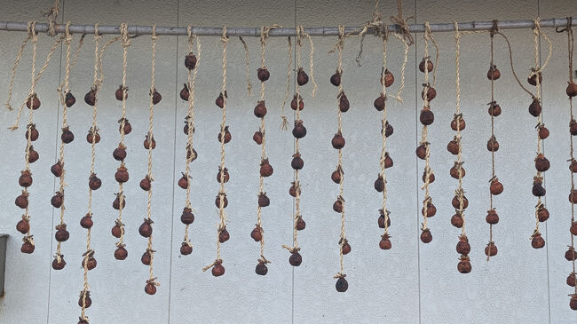 紅葉谷から弥彦神社に向かって歩いていると、干し柿です！一個一個剥いて吊るすので、とても時間がかかるんですね。