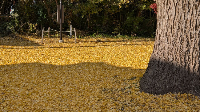 その先には、金色に染まった地面がありました。