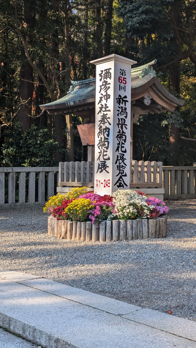 ちょうどこの日は、弥彦神社奉納菊花展が開催されていて、表彰式のために三笠宮家の彬子女王殿下が参拝されたそうです。