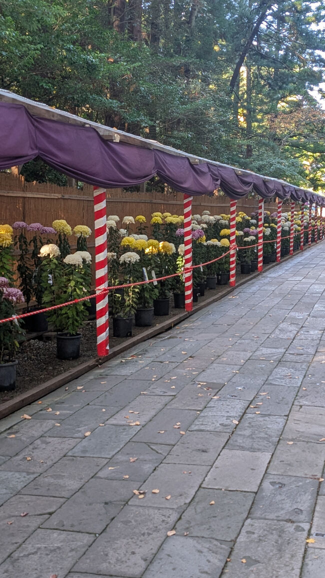 このように、参道を埋め尽くす菊の数々に圧倒されました。私の祖父も、昔菊を丹精込めて作っていました。しかし、菊作りはなかなか困難を極めて、いい作品を作るには、手間ヒマが大事と言っていました。