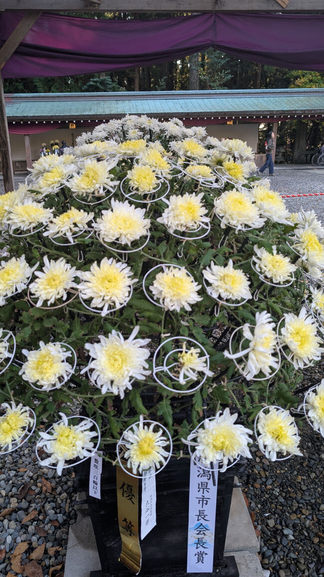 こんな寄せ植え作りも、難しそうですね。