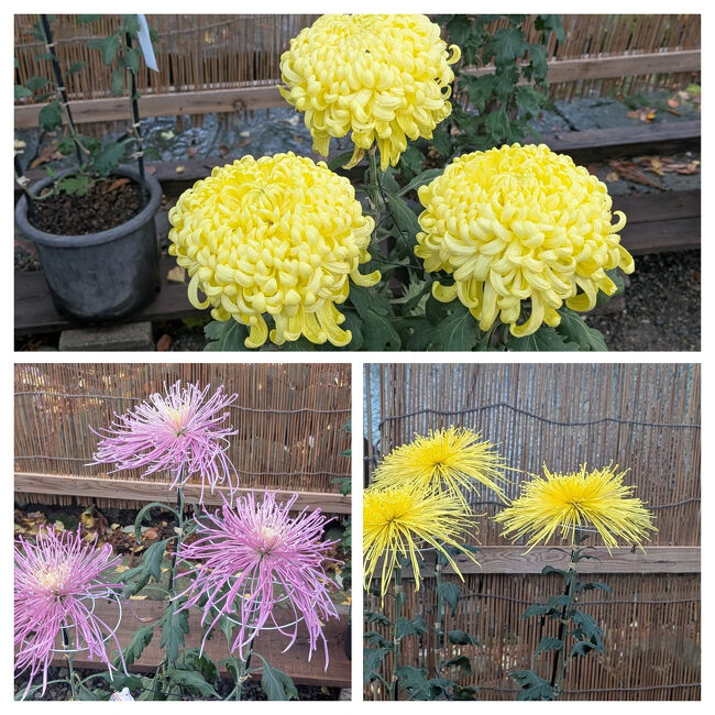 丹精込めて時間をかけて作った菊花の数々は、本当に美しくて　心を豊かにしてくれました。