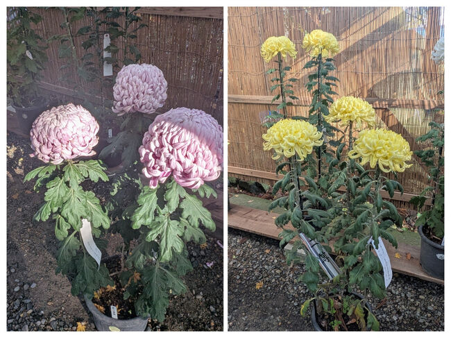 菊作りをしている人は年々高齢化して、後継者不足に悩んでいるのだそうです。