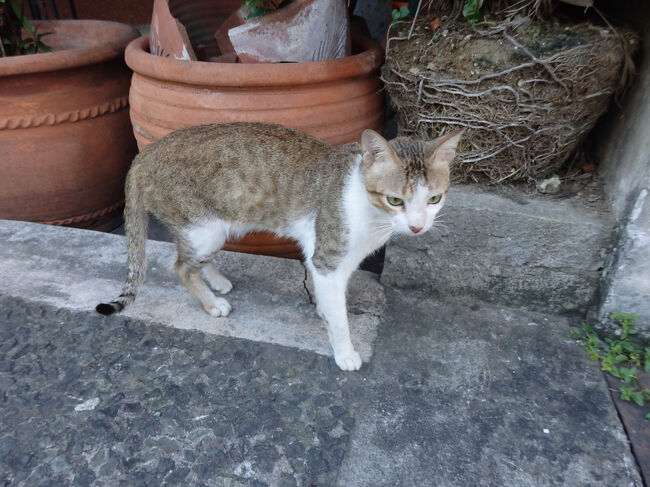 ・猫　<br /><br />ついに、最終日。<br />８日間、長かったよーで、早かったな。<br />