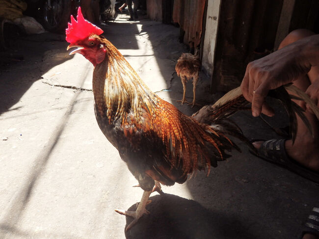 ・ハッピーランド　<br /><br />たぶん、闘鶏用のニワトリ。<br />近くに、有名な闘鶏場もあるらしい。<br />ハッピーランドでも、毎週日曜に闘鶏が開催されてるんやとか。<br />それ用のニワトリなんかな。<br />