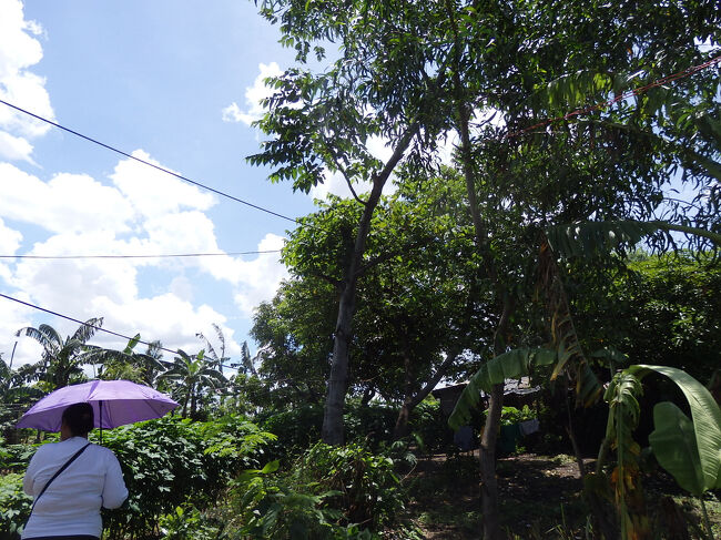 ・スモーキーマウンテン　<br /><br />何も知らんかったら、ふつーの小さい丘やね。<br />