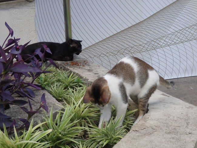 ・グリーンベルト　<br /><br />中央の公園にいた猫、２匹。<br />
