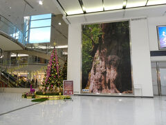 往路は、スカイマークの「いま得」を利用。
鹿児島ー神戸　片道5800円。
安い！

鹿児島空港にクリスマスツリーが飾られていた。